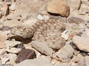 הנחשים הכי ארסיים בישראל
