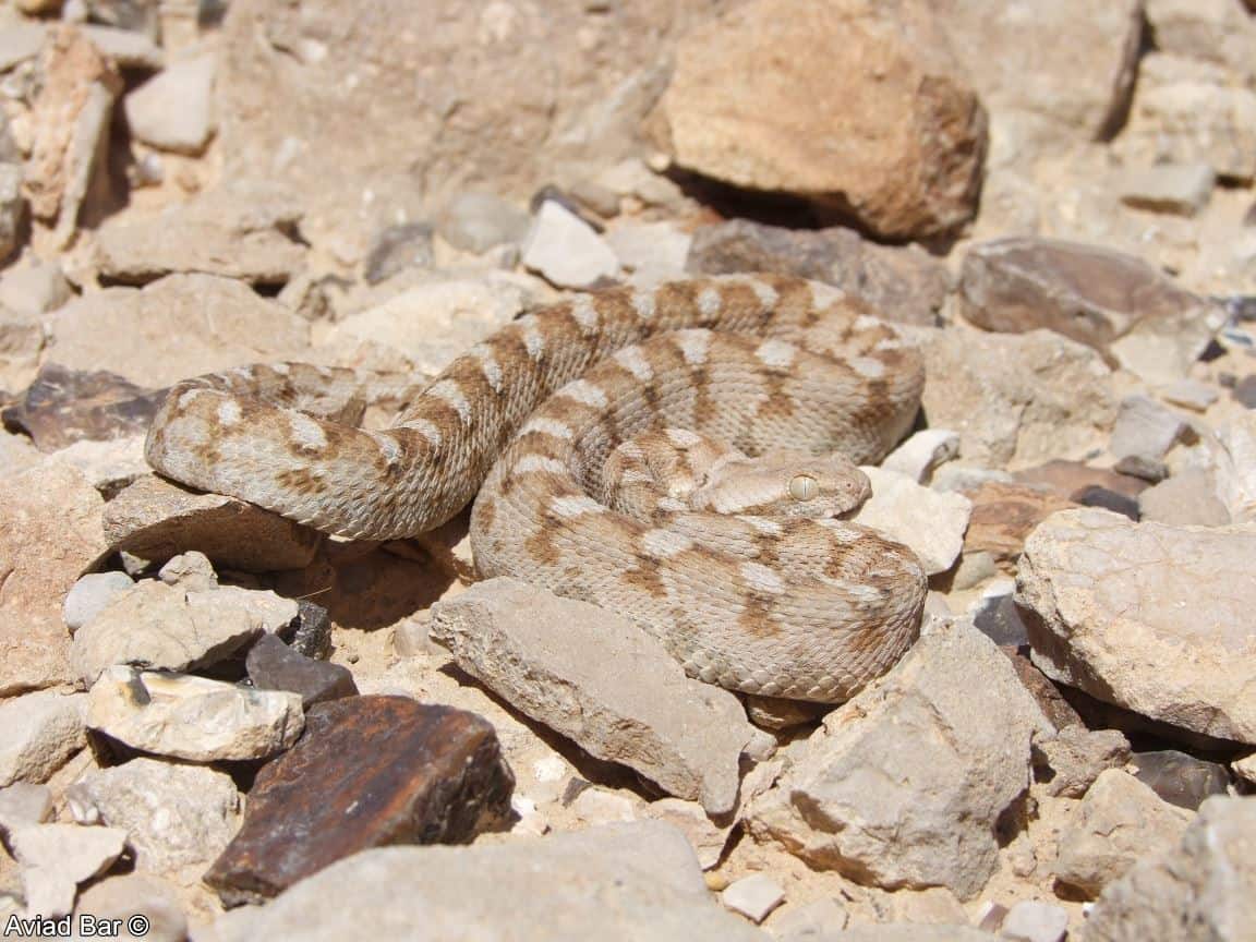 הנחשים הכי ארסיים בישראל