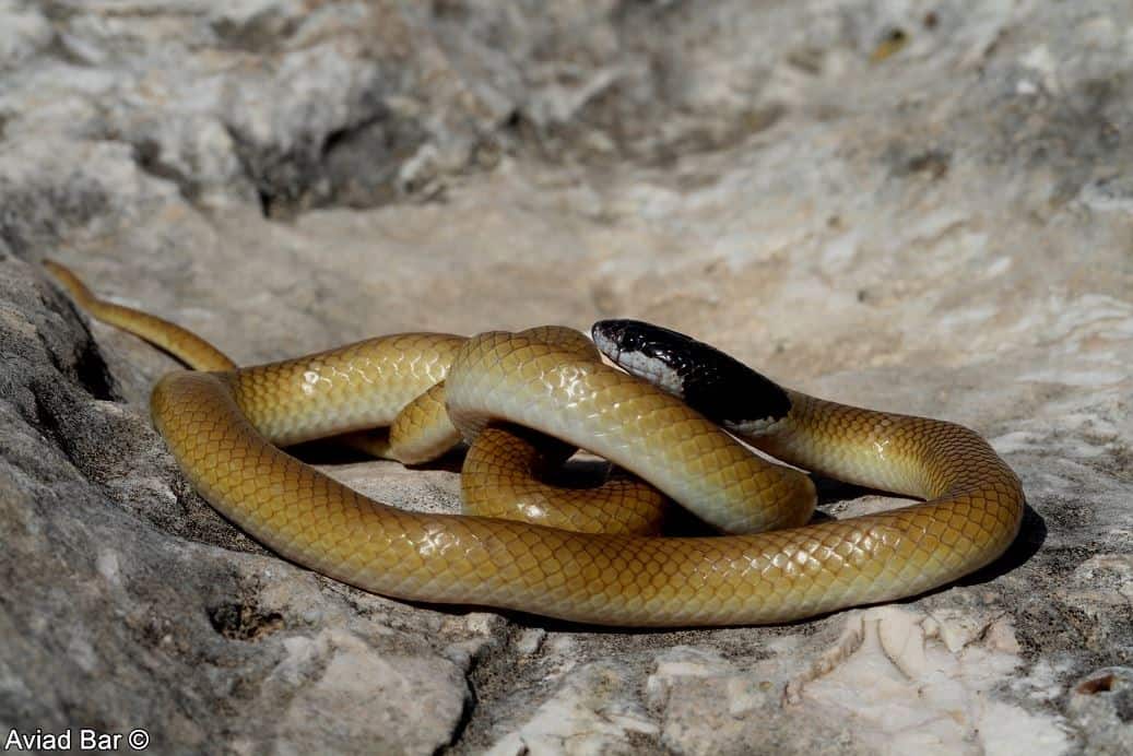 Snakes Rosh נחשים בישראל - מדריך סוגי נחשים בארץ / מיני נחשים - Snaker