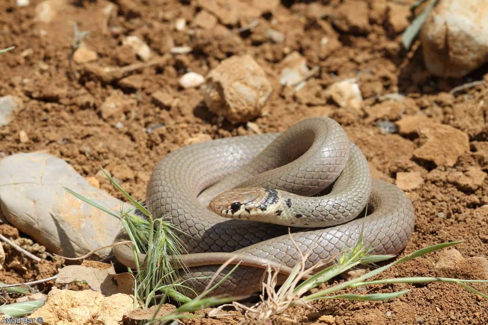 לא כולם רעים: הנחשים שלא מהווים סכנה לסביבה