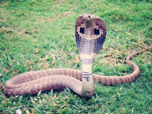 הנחשים הכי ארסיים בעולם