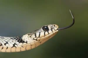 הנחש הקדוש: כיצד לכדו את הנחש שהופיע בכותל?